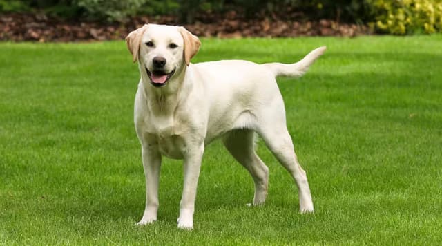 Labradorretriever.avif