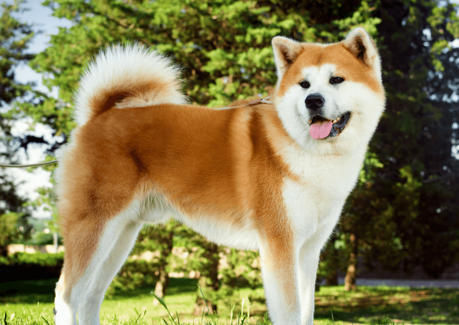 Akita.png