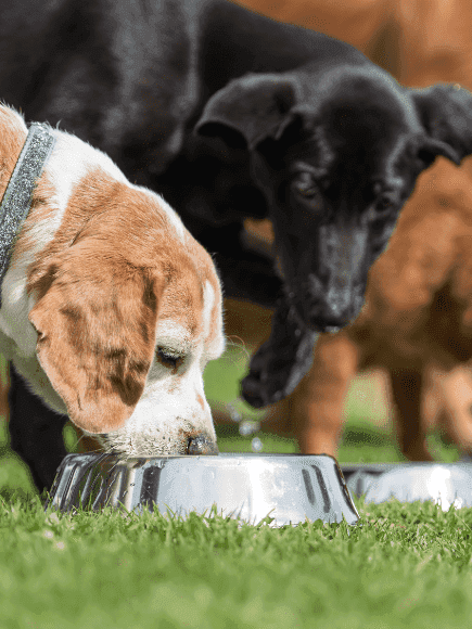 Chien refuge qui mange (2).png