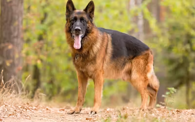 berger allemand.avif