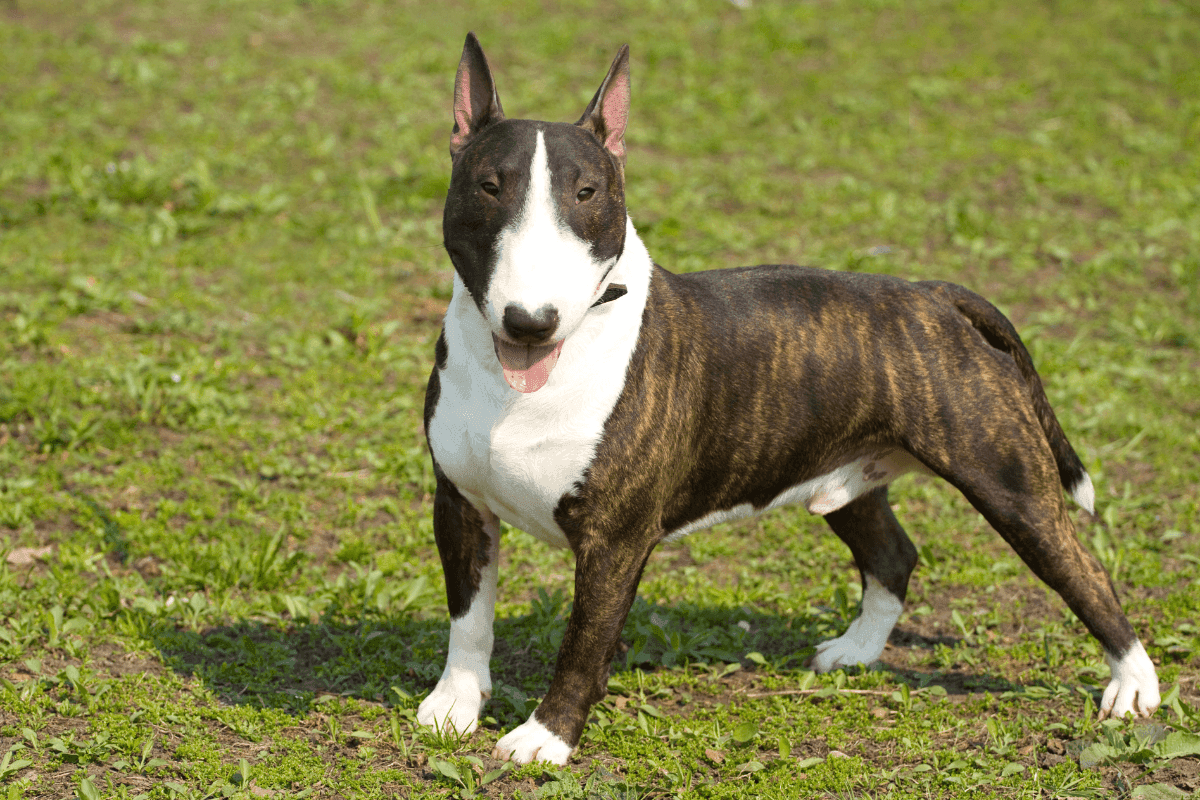 bull terrier.png