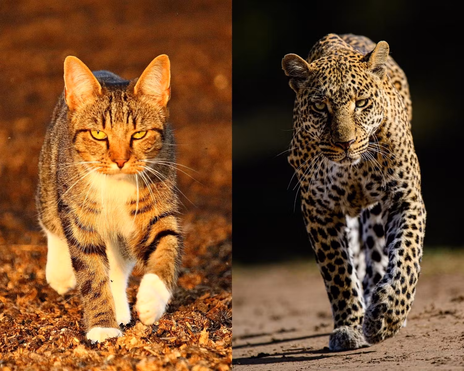 chat et léopard en pleine démarche ayant posture similaire et regard intense