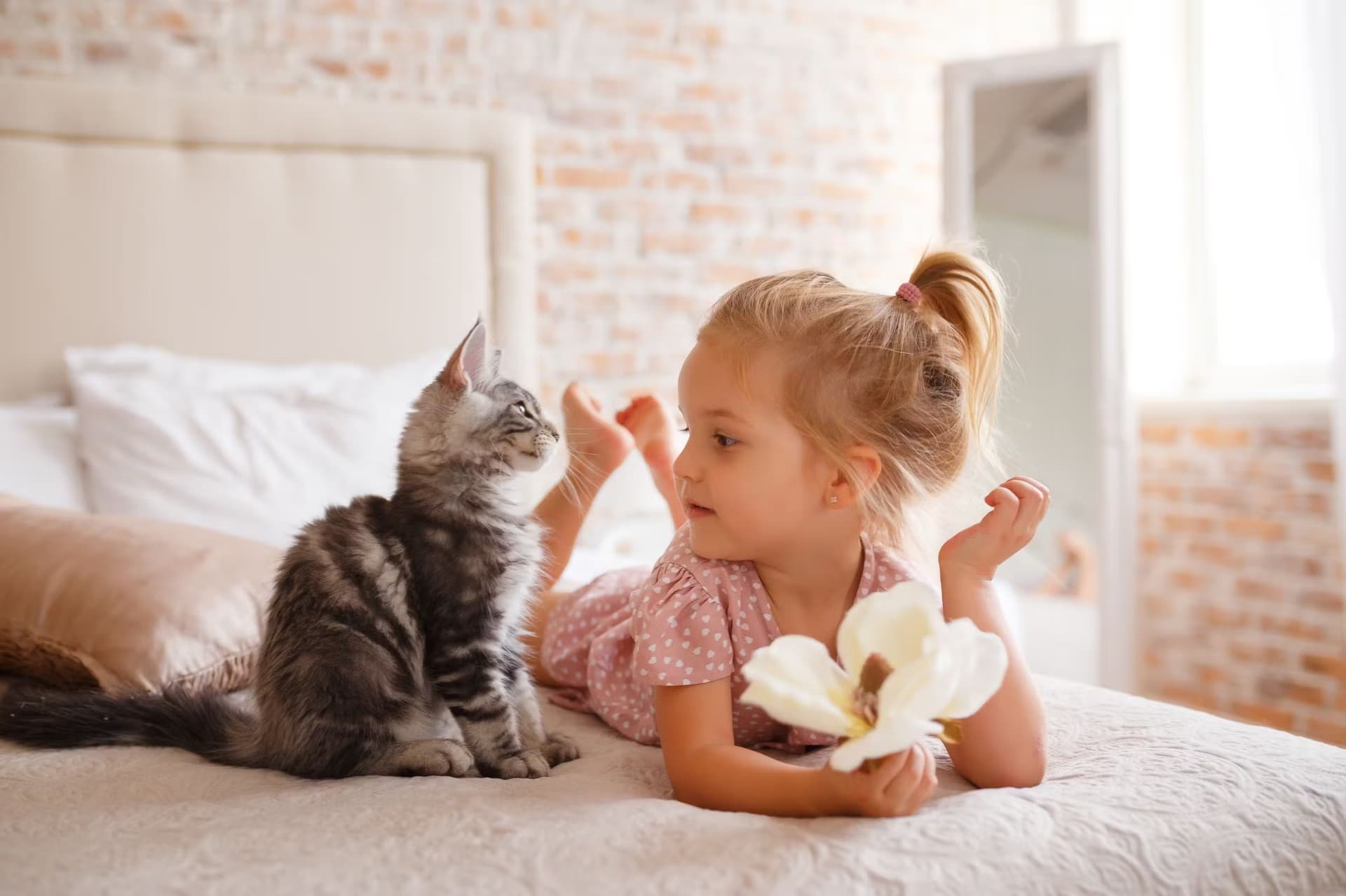 Petit chat et un enfant se rencontrent