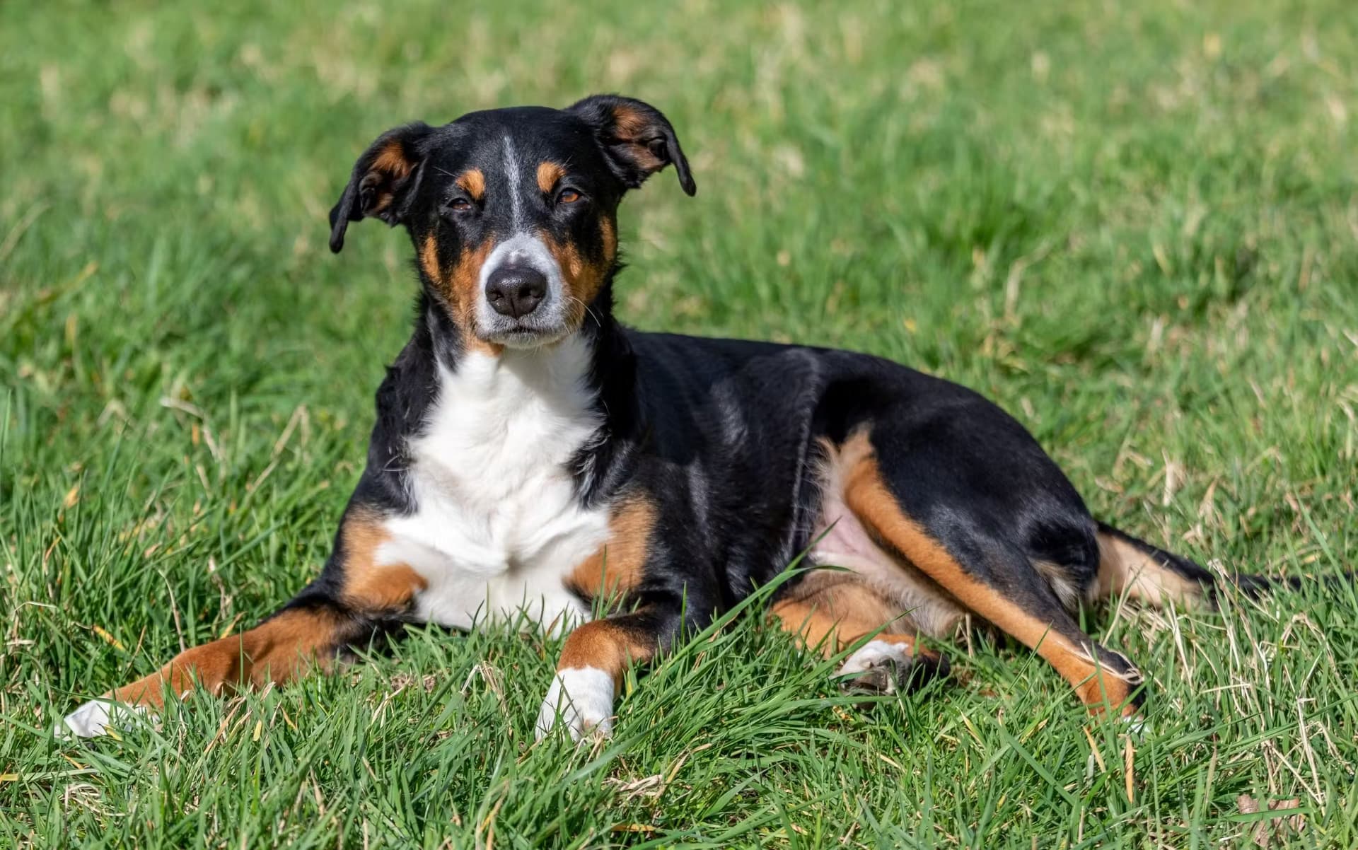 Chien de berger tricolore allongé dans l'herbe, montrant son pelage noir, blanc et brun, typique de nombreuses races de bouviers et chiens de travail.