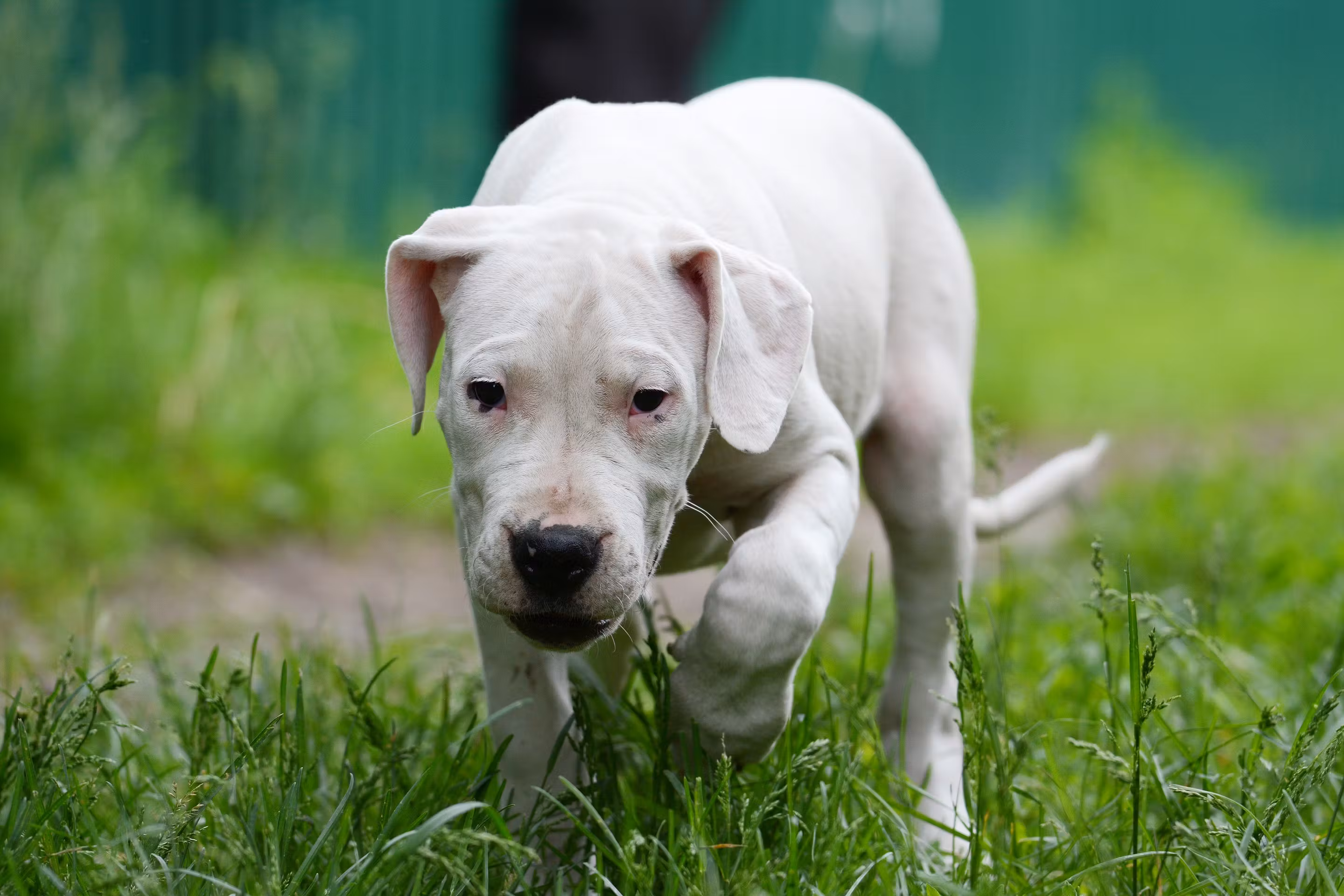 Un jeune chien de race Dogo Argentino blanc marchant dans l'herbe, regardant attentivement devant lui. Son pelage est court et uniforme, avec des oreilles tombantes, dégageant une impression de douceur et de concentration.