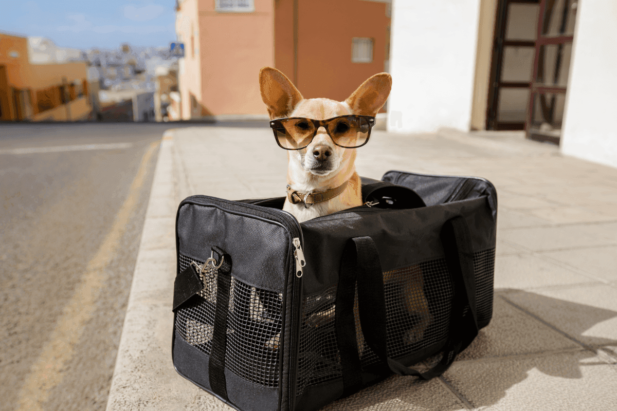 Petit chien portant des lunettes de soleil, assis dans un sac de transport noir, prêt pour un voyage.