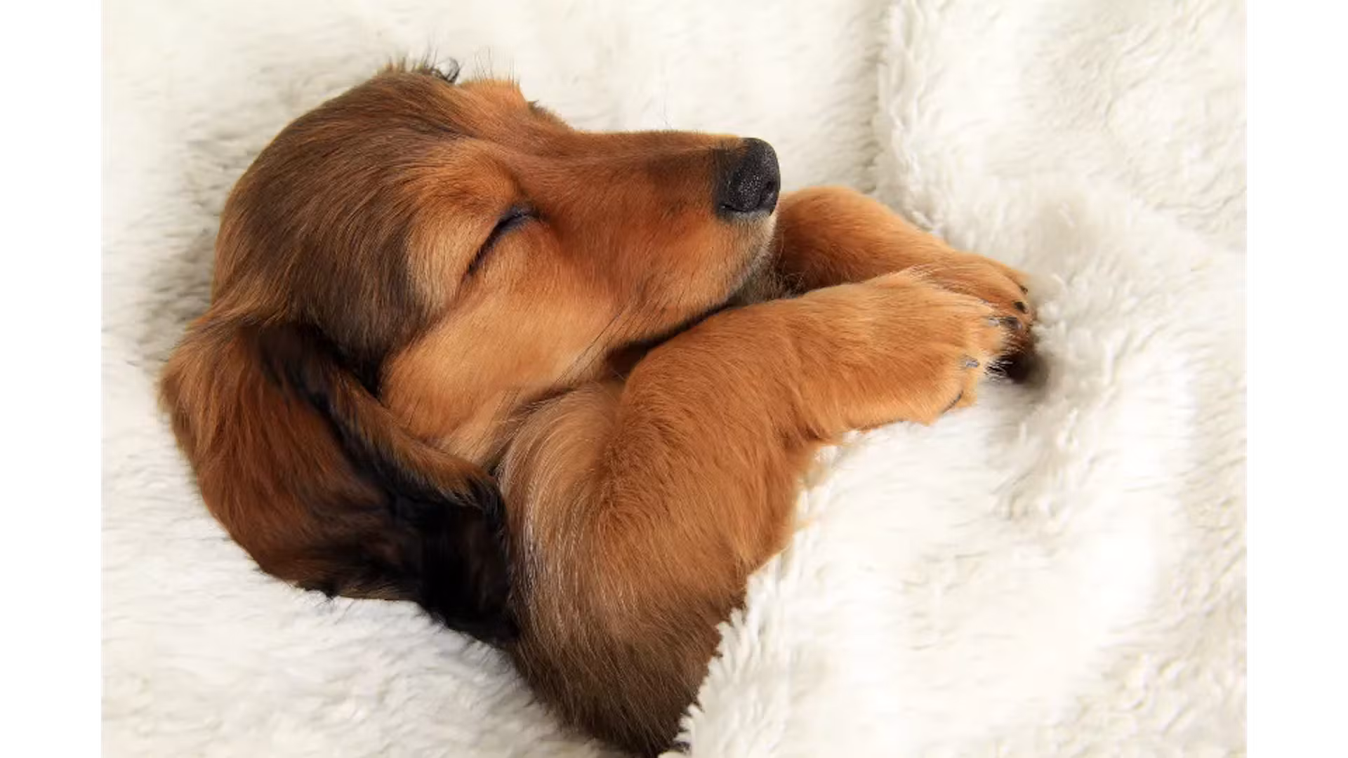 Chiot endormi confortablement dans une couverture douce, profitant d'un moment de calme et de sécurité.