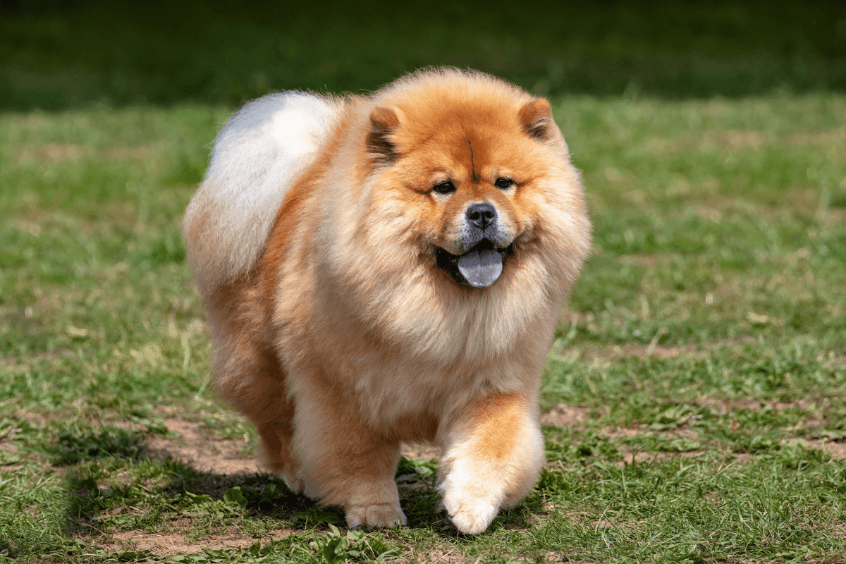 chow-chow.png