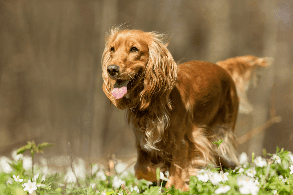 cocker spaniel.png