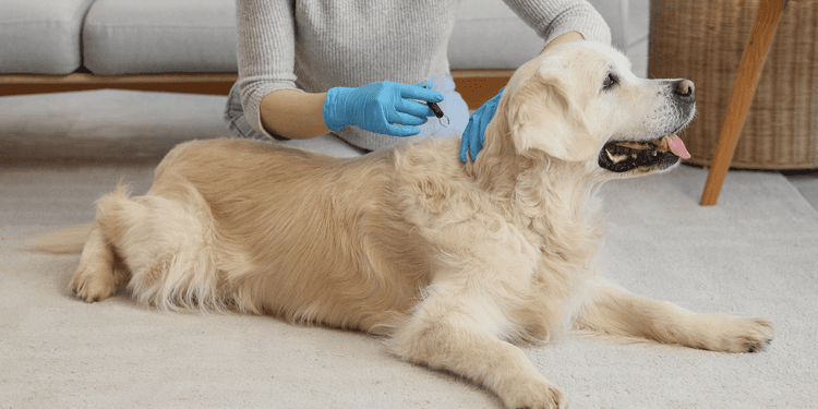 Ein Hund liegt ruhig da, während eine Frau einen Zeckenentferner in der Hand hält – eine Illustration der Vorbeugung und der Risiken von Zecken bei Hunden