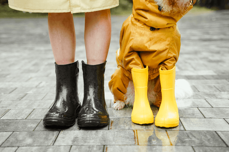Personne et chien en bottes de pluie assorties, prêts pour une promenade sous la pluie. Le chien porte un manteau imperméable jaune et des bottes jaunes sur un sol humide.