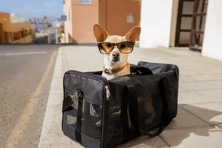 Petit chien portant des lunettes de soleil, assis dans un sac de transport noir, prêt pour un voyage.