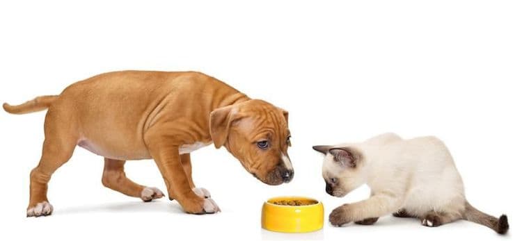 stafford-puppy-and-thai-kitten-2025-01-29-04-06-37-utc (1).png