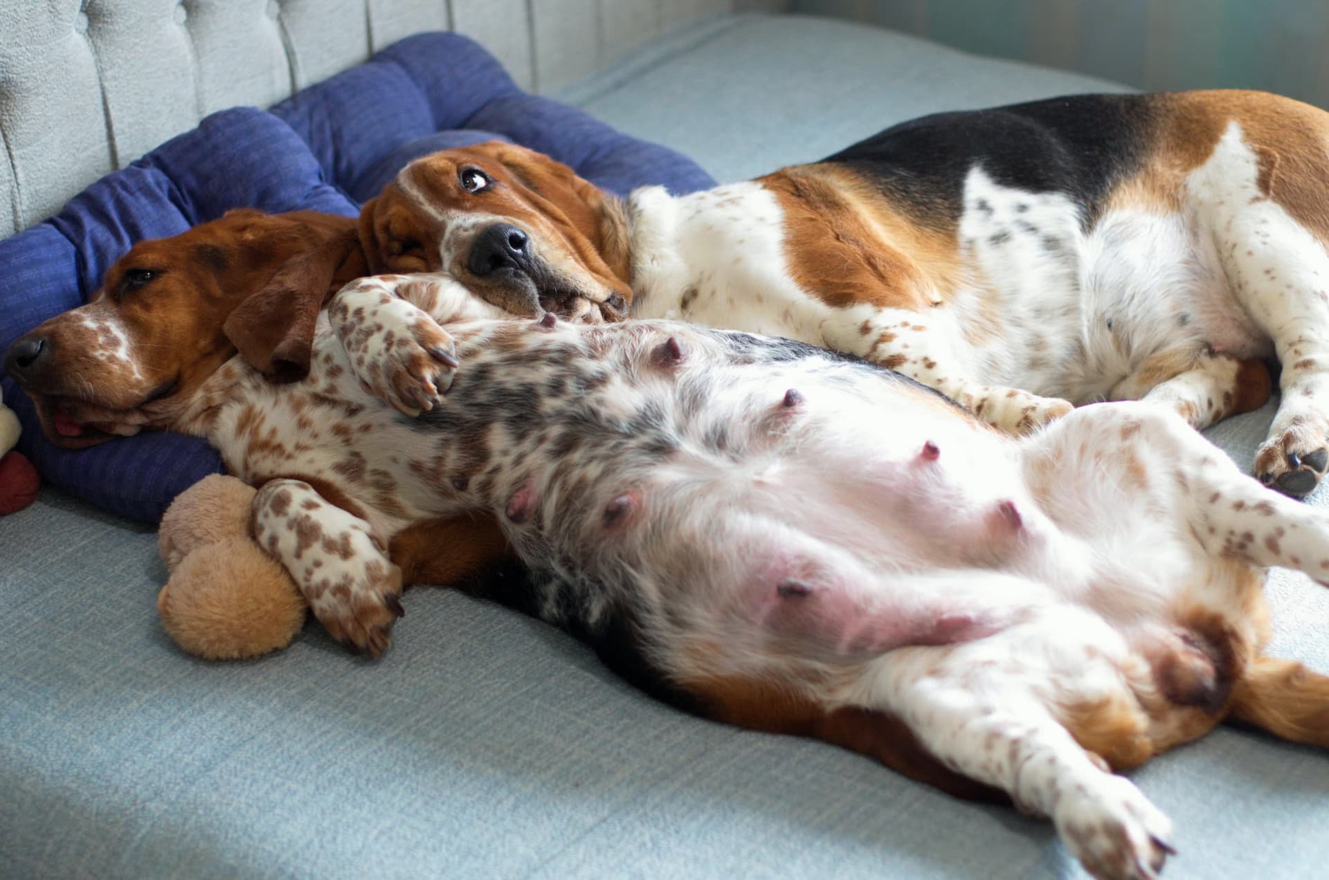 Deux bassets allongés sur un canapé, l'un sur le dos blotti contre l'autre, entourés de coussins et d'une peluche.