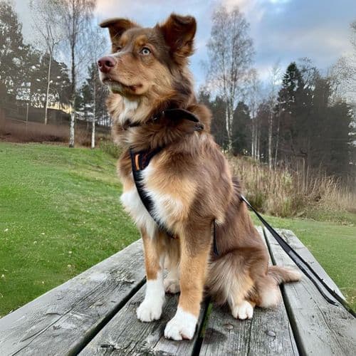 Chien Emy (1080 x 1080 px).jpg