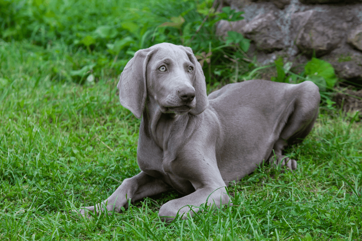 weimaraner.png